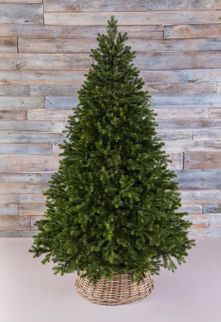 Можжевельник 215 см., зеленый, литая хвоя+пвх, Triumph Tree (72046)