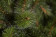 Елка Лесная Красавица 305 см., интерьерная, леска+пвх, Triumph Tree (73494) в Екатеринбурге