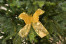 Комплект Бантов 14шт цвет золотой с золотистой бабочкой 14х11 см. (521220) в Екатеринбурге