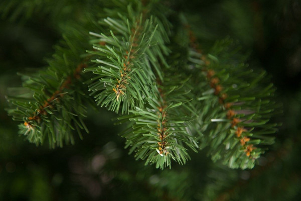 Сосна Рождественская 185 см., мягкая хвоя, Triumph Tree (73244) в Екатеринбурге